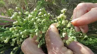 Broom Baccharis