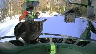 Super Triple Feeder in Snowy New England! Chickadee, Nuthatch, Cardinal, Carolina Wren, Woodpeckers!