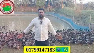 আপনারা যদি পুরুষ হাঁস কিনতে চান ও যেকোনো বয়সের হাঁস পাবেন 