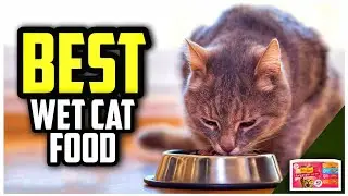 ☑️ Top 5 Best Wet Cat Foods of 2025 : Which one should you buy?..😍✨