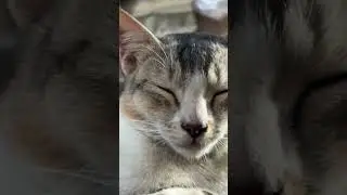 A Cat&rsquo;s Tale