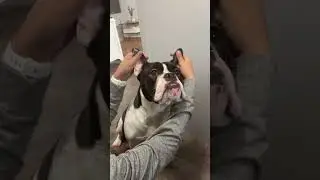#frenchiefun