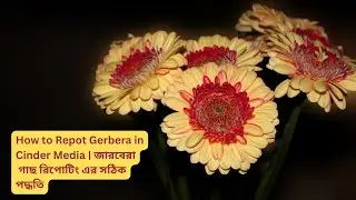 How to Repot Gerbera in Cinder Media | জারবেরা গাছ রিপোটিং এর সঠিক পদ্ধতি | No Soil Gardening Tips