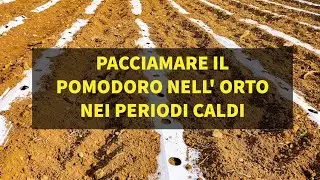 Pacciamare il Pomodoro nell' Orto nei periodi caldi