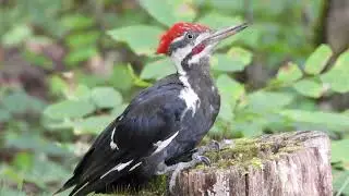 Pileated Woodpecker | Cades Cove Wildlife | Great Smoky Mountains 