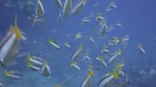 Two-spot Banded Snapper w/cameo by Titan Triggerfish