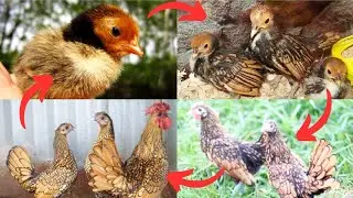 From Hatching Egg Day 1 to 210 || Golden Sebright Chicks To Sebright Chicken Growth Time Lapse Video