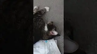 My Cat is FANGtastic (sound on) #shorts #cat #cats #pets #cutepets #viralshorts