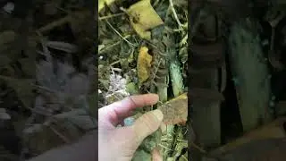 Quartz Chunks And Green Elf Cup Mushroom
