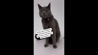 Cat Costume Ideas!