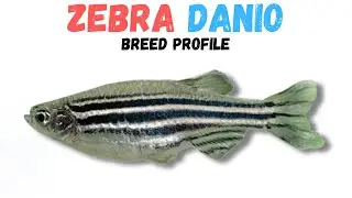 Zebra Danio Fish Care Guide | Tank Setup Feeding Compatibility & Lifespan