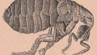 Renaissance Inventions