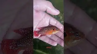 Notice the iridescent pattern between female and male Red Jewel Cichlid