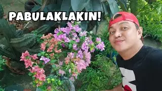 MAKE YOUR BOUGAINVILLEA B:OOMS THIS SEASON WITH THIS PLANT CARE TIPS