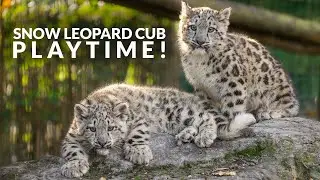 Snow Leopard Cubs Playtime!