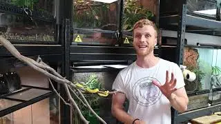 Las serpientes más impresionantes de la naturaleza - Trimeresurus