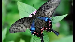 Rarely seen butterflies in Asian countries | Do you know