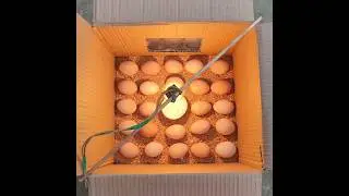 Incubator for chicken eggs || How to hatch a chicken egg at home