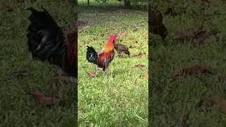 Goodland | Cockoo 🐓Thanks For 200 subs! #goodland #shorts #doodles #doodlesart #rooster