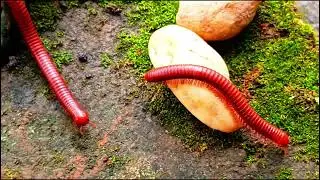 The Millipede Colony: An Unseen World of Mini-Giants ​#MillipedeColony​ #UnseenWorld ​#MiniGiants