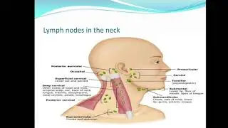 Histology - The Lymph Vascular System  - Al-Bayan University - Faculty Of Pharmacy 1st