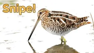 Wilson's Snipe Documentary
