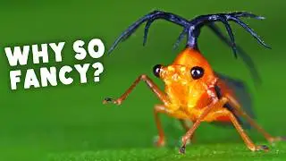 This Bug Has One Weird Thing in Common with Sharks