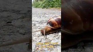 🌱 When Snails Race in the Garden &ndash; The Slowest Yet Funniest Race Ever! 🐌
