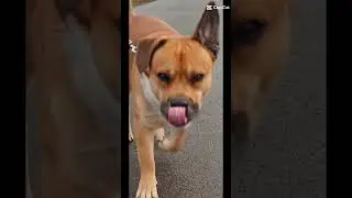 smudo#dog#mein hund#edit