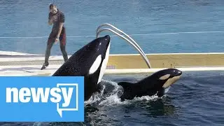 France Banning Use Of Wild Animals In Circuses, Marine Parks