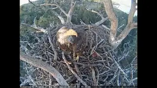 Big Bear Eagle Cam ~ Sub Adult Returns Again ~ Moves Big Stick Part Two 6.1.18