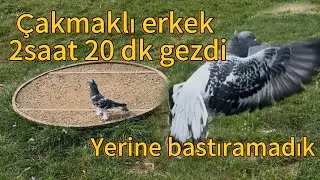&Ccedil;akmaklı erkek eke #oyunkuşu #g&uuml;vercinvideoları 