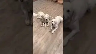 3 dog generations