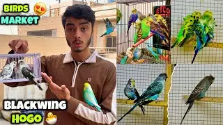 Birds market se blackwing hogoromo budgies le liye😍🐣|Blackwing budgies breeding😍
