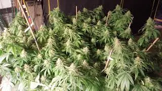 Doc Bud's high brix grow. Bloom week 5/6