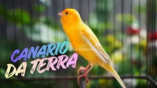 Canario Belga Cantando #42- Canto de Canário Belga para Esquentar Qualquer Canário Frio
