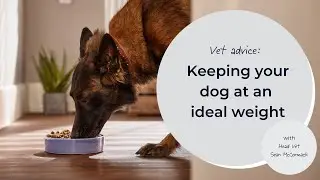 Keeping your dog at an ideal weight