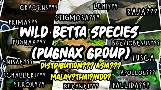 Betta Pugnax Group (Wild Betta Species) | WILD BETTA