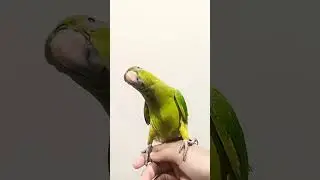 parrot sounds #talkingparrot #nonstoptalkingparrot #parrot @zoomiparrot @Mithu7