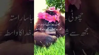 funny monkey poetry for shadi #funny#monkey#poetry#Aaa #youtubeshorts#shorts#viral #videos #treding