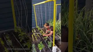 Vertical string trellising tomatoes