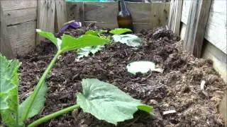 Bretts Allotment Garden Part 29: Slug Wars!!!