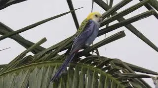 Pale-headed Rosella 11