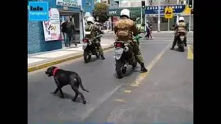 Perros Vs Carabineros (TARAPACA) Manifestaciones 2019