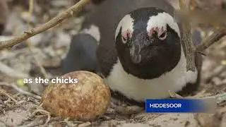 Emperor Penguin Chicks Take the Leap: A Never-Before-Seen 40-Foot Cliff Jump in Antarctica*