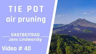 Gesunde Bonsai durch gesunde Wurzeln im Tie Pot