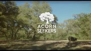 When Pigs Fly documental