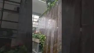 indoor plants #satisfying #trending #ambience