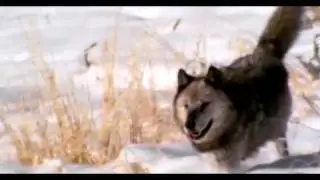 Wolf hunting tactics