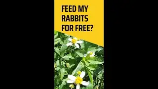 Free Food for my Rabbits
